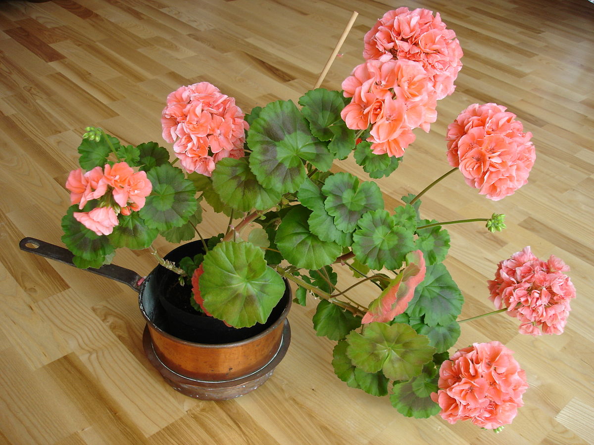 گل شمعدانی