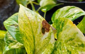 ۶ دلیلی که باعث سیاه شدن برگ های گیاه پتوس می شود