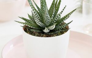 بررسی تمام مشکلات و بیماری های گیاه هاورتیا گورخری