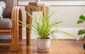 شیوه اصولی نگهداری گیاه محبوب و مقاوم آپارتمانی پاندانوس + نحوه تکثیر