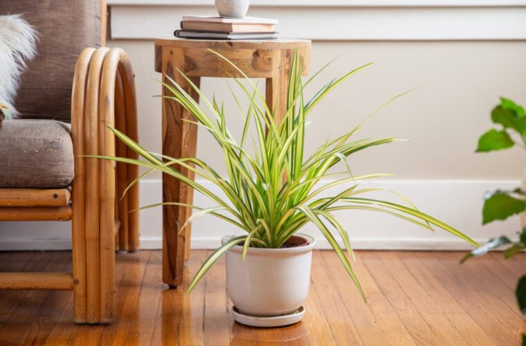 شیوه اصولی نگهداری گیاه محبوب و مقاوم آپارتمانی پاندانوس + نحوه تکثیر