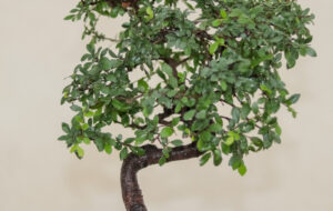 آشنایی با شرایط نگهداری بونسای نارون،گیاهی بسیار خاص و زیبا که مراقبت از آن بسیار آسان است