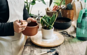 ۵ علامت که نشان می‌دهد باید گلدان گیاه را عوض کنید