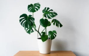 ۶ علت نبود شکاف در گیاه برگ انجیری