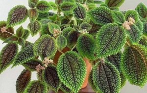 معرفی و شیوه صحیح نگهداری گیاه زینتی و بسیار زیبای پیله آ