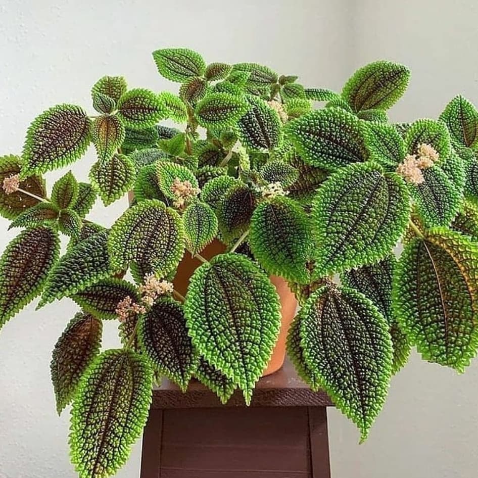 گیاه پیله آ