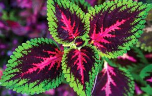 دلایل مهم پژمرده شدن گل حسن یوسف و نحوه سرحال کردن آن