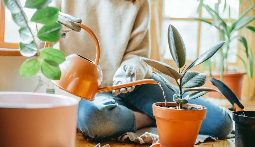 آبیاری گیاهان آپارتمانی