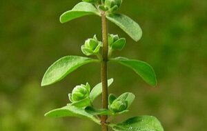 خواص معجزه‌آسای گیاه مرزنگوش برای آرامش روان،زیبایی و درمان بیماری ها