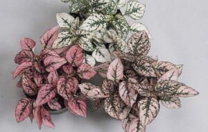 می دانید علت خشک و جمع شدن برگ گل سنگ  چیست؟