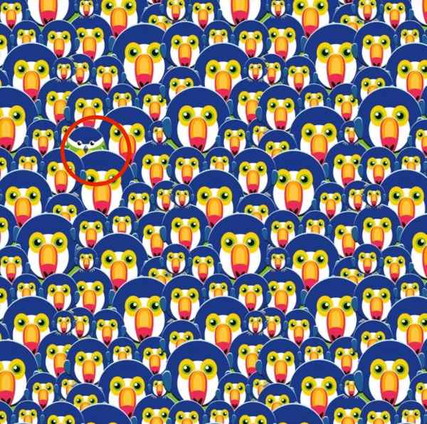 toucan sol