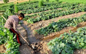 با کدام حمایت ها از کشاورزان توقع دارید مصوبه الگوی کشت را رعایت کنند؟