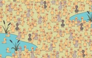 اگر بتوانید جوجه پنهان بین اردک ها را در ۱۵ ثانیه پیدا کنید بسیار تیزبین هستید