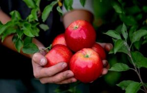روش نگهداری سیب درختی برای مدت طولانی که تازه و سالم بماند