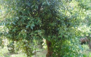 ببینید| این مردم ۹۰ درصد دارچین جهان را تولید و فرآوری می کنند