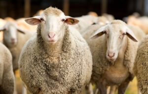 اعلام قیمت جدید دام زنده/خرید حمایتی دام  کمکی به مردم برای خرید گوشت می کند؟!