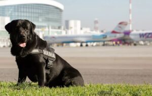 ممانعت چند سگ ولگرد از فرود پرواز شیراز-تهران در فرودگاه مهرآباد