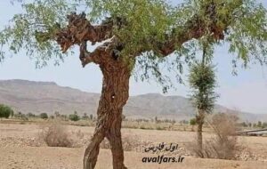 درختی شبیه انسان در سیستان و بلوچستان+عکس
