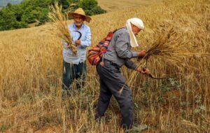 کشاورزان گندمکار معترض و به دولت بی اعتماد شدند/نرخ گندمی وارداتی خیلی گران تر است/ فقط وعده میدهند عمل نمی کنند