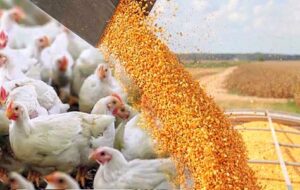 محکومیت ۱۳ میلیارد مدیرعامل یک شرکت به علت احتکار غذای دامها در گیلان