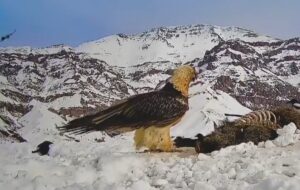 همای سعادت را هم شکار کردند+عکس / دردسر بسیار دارد سایهٔ بال هما