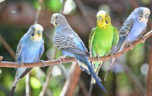 فال حافظ امروز ۱۰ اسفند/چشم آلوده نظر از رخ جانان دور است