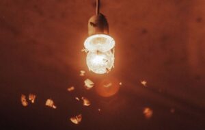 چرا حشرات شب‌ها دور چراغ و لامپ جمع می‌شوند؟