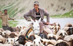 ۷ نکته مهم که عشایر ، دامدارها و چوپانان گله حتما باید بدانند