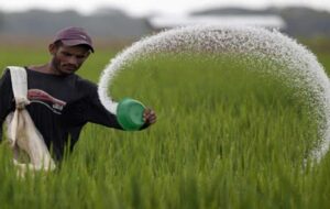 انبارها پر از کود ازته است اما کشاورزان بعنوان سرک در گندم استفاده نکنند