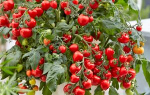 روش کشت فوری گوجه فرنگی با قلمه زدن در گلدان(+فیلم )