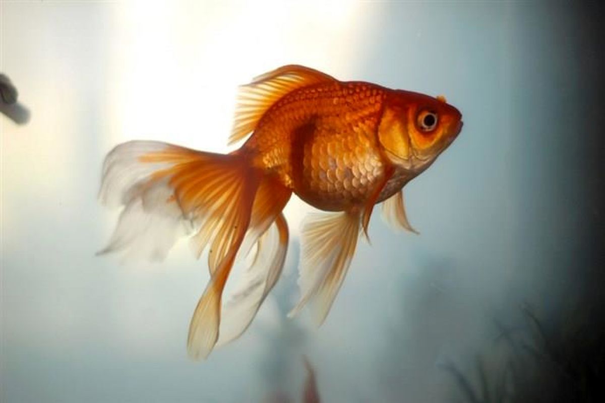 افزایش عمر ماهی گلی