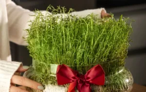 بهترین زمان کاشت انواع بذر برای سبزه عید نوروز