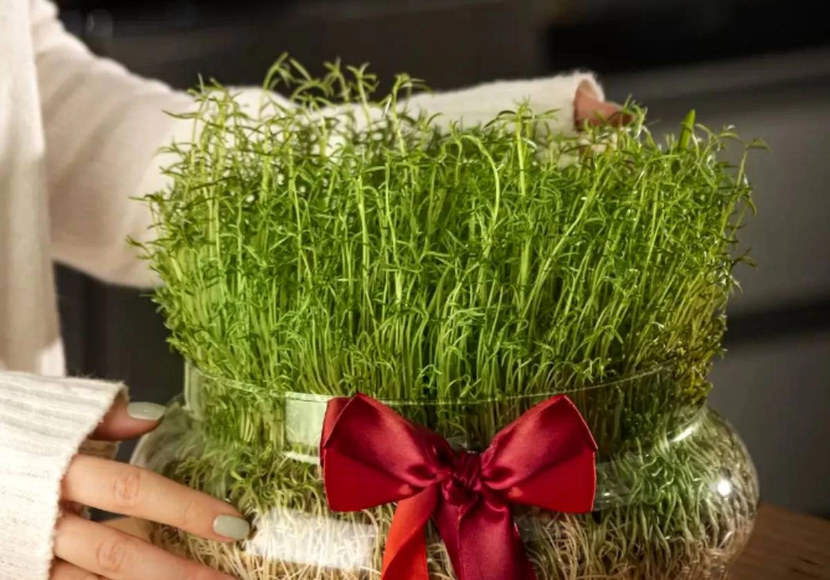 سبزه عید نوروز