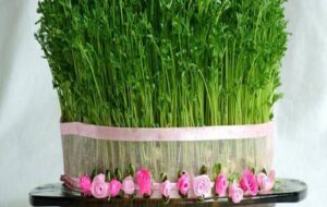 شیوه کاشت ۵ مدل سبزه عید نوروز با خاکشیر