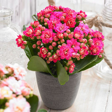 گل آپارتمانی برای عید نوروز