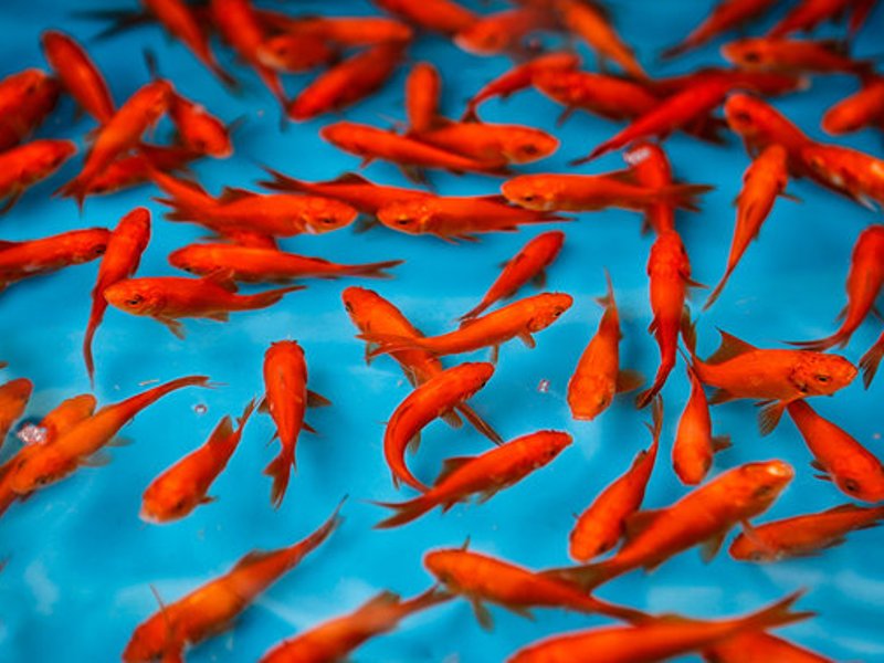 نگهداری ماهی قرمز