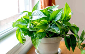 نحوه پرپشت کردن گیاه پتوس و ۷ ترفند عالی برای تقویت آن