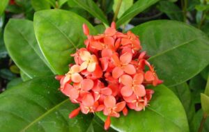 شیوه نگهداری و پرورش گیاه ایکسورا (یاس وحشی) که عاشق نور فراوان است