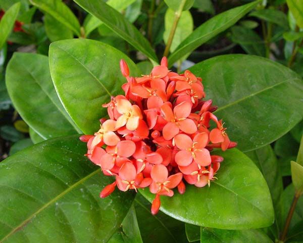 شیوه نگهداری و پرورش یاس وحشی
