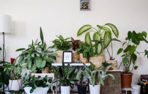 ۹ راهکار کاربردی برای تقویت گیاهان آپارتمانی