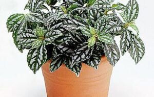 معرفی تمام بیماری ها و مشکلات گیاه آپارتمانی فیتونیا به همراه راه درمان آنها