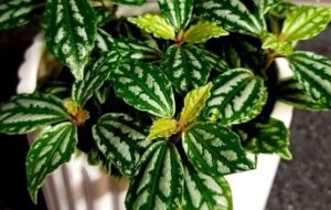 اصول درست مراقبت از گیاه آپارتمانی فوق العاده خاص و زیبای پلیونیا