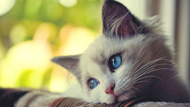 depression cats