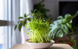 چرا سبزه عید زرد می شود و چگونه می توان از آن جلوگیری کرد؟