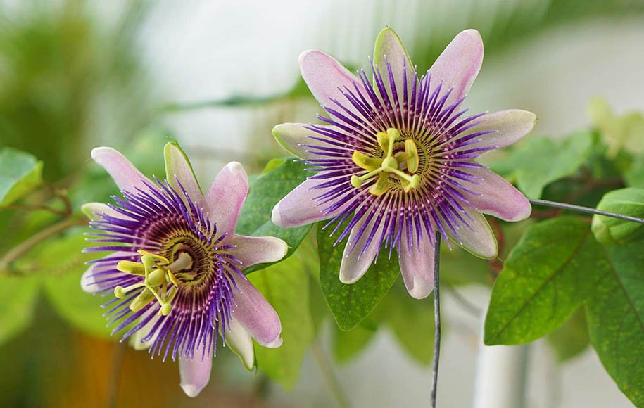 نگهداری گل ساعتی