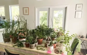 فیلمی که باید قبل از مسافرت ببینید تا نگران آبیاری گلدان ها نباشید (+ویدئو)