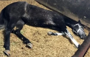 دامپزشکی فارس مبهوت از مرگ ناگهانی ۲۹ اسب در گراش : مشمشه نبود !