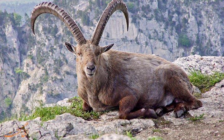 بز کوهی