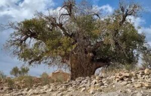 کشف بلندترین و قطورترین درخت بَنه ایران با ۲۷۰۰ سال عمر در استان فارس
