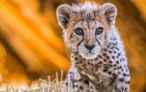 پلنگ کشته شده در منطقه مله گاله شیراز  ۱ ساله بود